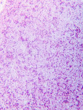 Fetal karaciğerin mikroskop altında tarihi