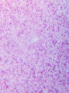 Fetal karaciğerin mikroskop altında tarihi