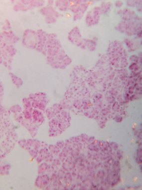 Mikroskop altında İnsan Pankreas Acini Tarihi