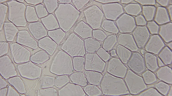 Bir bal peteği yapısını gösteren bitki hücrelerinin mikroskobik görüntüsü