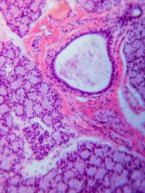 Köpek Dil altı Bezi Tariholojisi Mikroskop altında