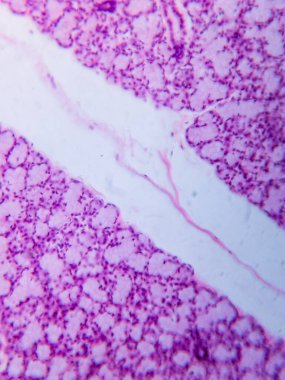 Köpek Dil altı Bezi Tariholojisi Mikroskop altında