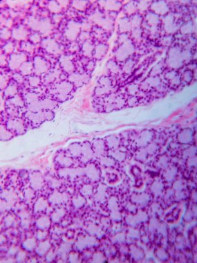 Köpek Dil altı Bezi Tariholojisi Mikroskop altında