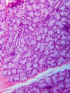 Köpek Dil altı Bezi Tariholojisi Mikroskop altında