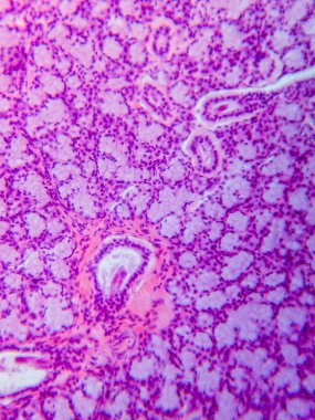 Köpek Dil altı Bezi Tariholojisi Mikroskop altında