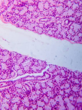 Köpek Dil altı Bezi Tariholojisi Mikroskop altında