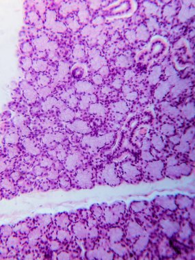 Köpek Dil altı Bezi Tariholojisi Mikroskop altında