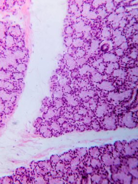 Köpek Dil altı Bezi Tariholojisi Mikroskop altında