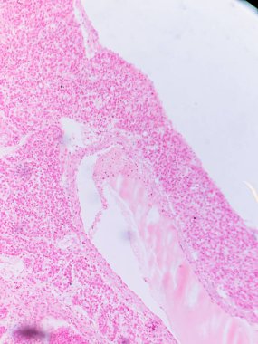 Kurbağa Pankreası: Exocrine ve Endokrin Dokuları