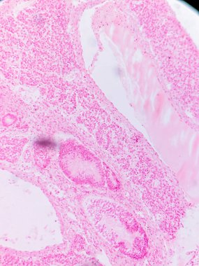 Kurbağa Pankreası: Exocrine ve Endokrin Dokuları