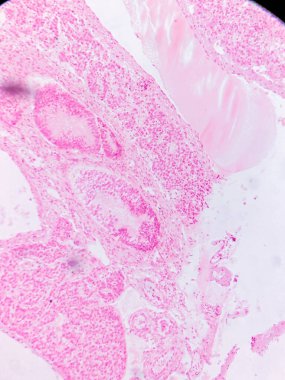 Kurbağa Pankreası: Exocrine ve Endokrin Dokuları