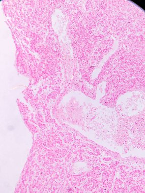 Kurbağa Pankreası: Exocrine ve Endokrin Dokuları