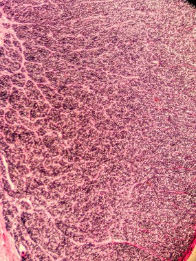 Mikroskop altında İnsan Omurgası, Weigert Lekesi