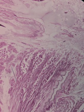 Nereis Parapodium tariholojisi uner mikroskobu