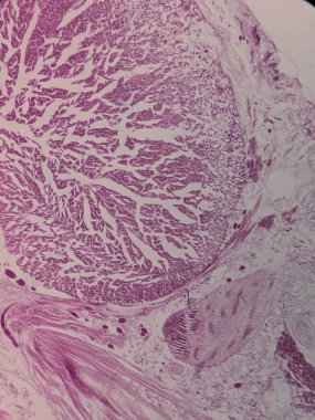 Nereis Parapodium tariholojisi uner mikroskobu