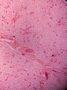 Memeli Submandibular Bezi Tarihi Mikroskop altında