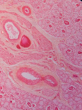 Memeli Submandibular Bezi Tarihi Mikroskop altında