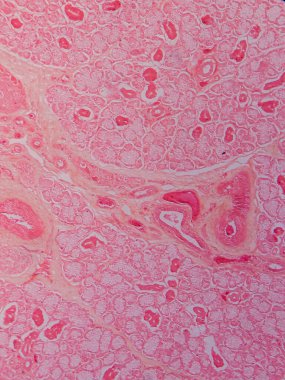 Memeli Submandibular Bezi Tarihi Mikroskop altında