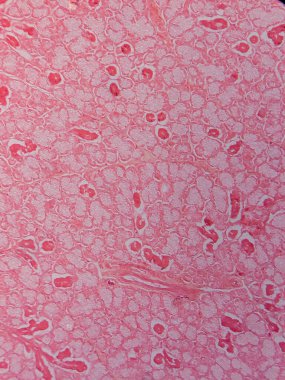 Memeli Submandibular Bezi Tarihi Mikroskop altında