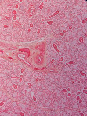 Memeli Submandibular Bezi Tarihi Mikroskop altında