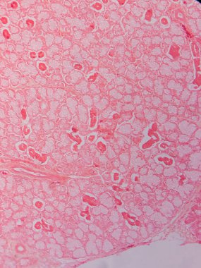 Memeli Submandibular Bezi Tarihi Mikroskop altında