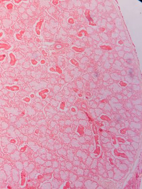 Memeli Submandibular Bezi Tarihi Mikroskop altında