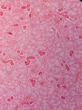 Memeli Submandibular Bezi Tarihi Mikroskop altında