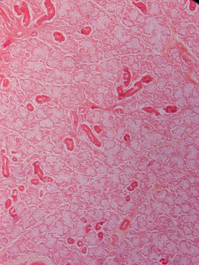 Memeli Submandibular Bezi Tarihi Mikroskop altında