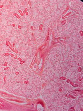 Memeli Submandibular Bezi Tarihi Mikroskop altında