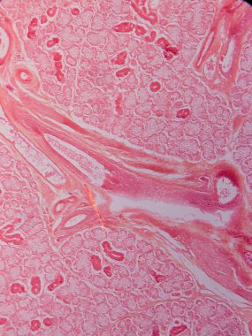 Memeli Submandibular Bezi Tarihi Mikroskop altında