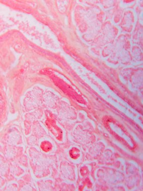 Memeli Submandibular Bezi Tarihi Mikroskop altında