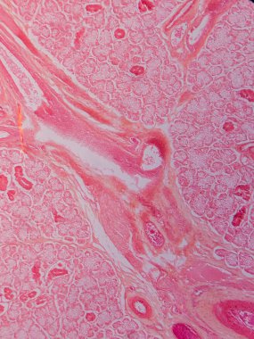 Memeli Submandibular Bezi Tarihi Mikroskop altında