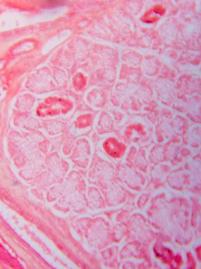 Memeli Submandibular Bezi Tarihi Mikroskop altında