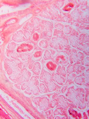 Memeli Submandibular Bezi Tarihi Mikroskop altında