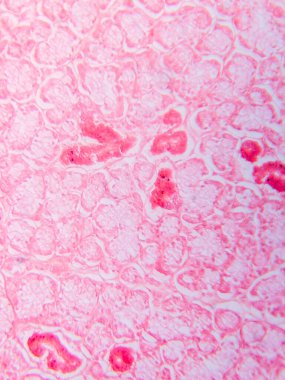 Memeli Submandibular Bezi Tarihi Mikroskop altında