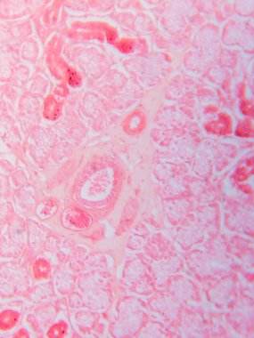 Memeli Submandibular Bezi Tarihi Mikroskop altında