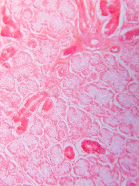 Memeli Submandibular Bezi Tarihi Mikroskop altında