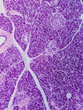 İnsan Pankreası: Exocrine ve Endokrin Dokuları
