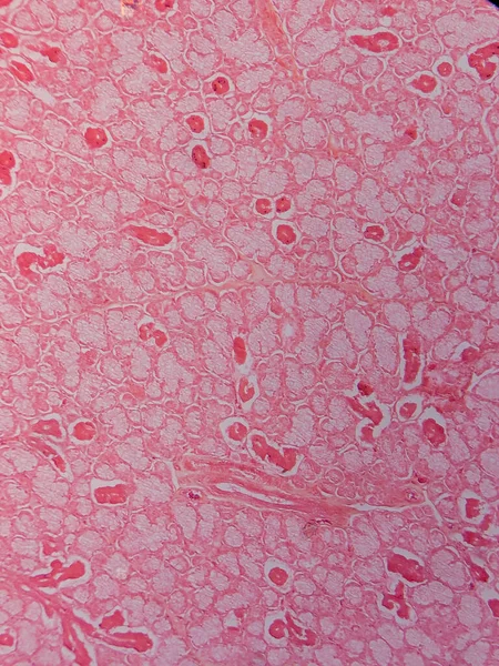 Memeli Submandibular Bezi Tarihi Mikroskop altında