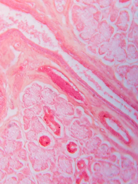 Memeli Submandibular Bezi Tarihi Mikroskop altında