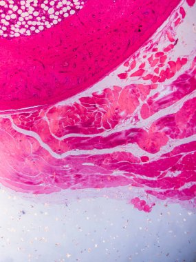 Dokuları Bağlayıcı ve Kas Katmanlarıyla Adialize Et