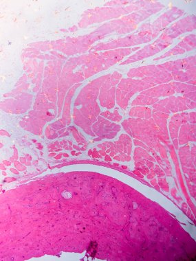 Dokuları Bağlayıcı ve Kas Katmanlarıyla Adialize Et