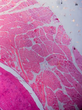 Dokuları Bağlayıcı ve Kas Katmanlarıyla Adialize Et