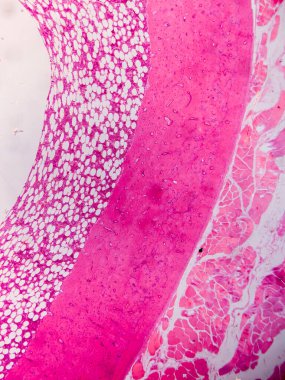 Dokuları Bağlayıcı ve Kas Katmanlarıyla Adialize Et