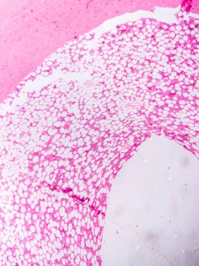 Dokuları Bağlayıcı ve Kas Katmanlarıyla Adialize Et