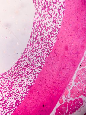 Dokuları Bağlayıcı ve Kas Katmanlarıyla Adialize Et