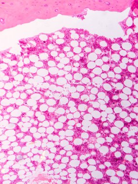 Dokuları Bağlayıcı ve Kas Katmanlarıyla Adialize Et