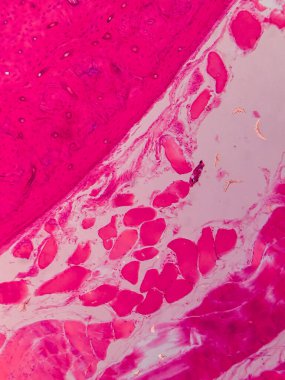 Dokuları Bağlayıcı ve Kas Katmanlarıyla Adialize Et