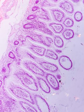 Villi ve Crypts ile Jejunum Histolojisi mikroskop altında