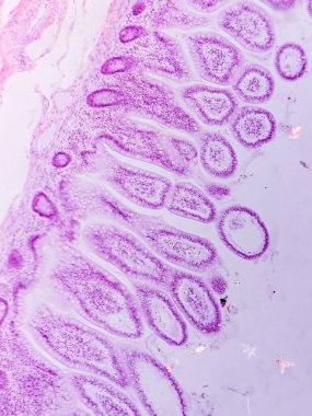 Villi ve Crypts ile Jejunum Histolojisi mikroskop altında